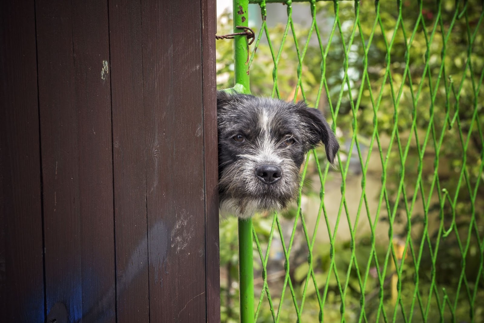 A dog is a nosey neighbor that pokes its head through a fence