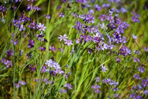 drought resistant blue eyed grass