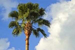 drought resistant California Fan Palm