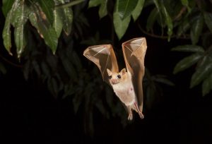 Bat at night in backyard landscaping